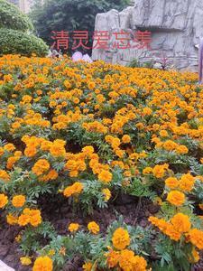 奇门女命师